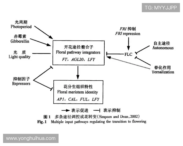 南京极限运动队的区域防守策略与热点分析探讨