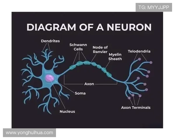 萨林杰的文学世界探索与心灵旅程的深度剖析